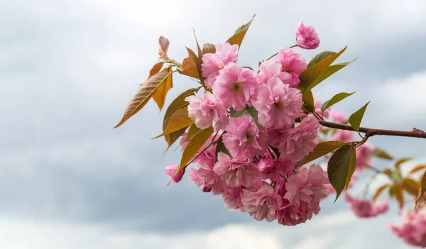 Verger Fleurs Printemps Floraison Douce Cerisier Sakura Verger Sur Fond — Photo