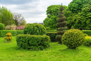 Park tasarımında tespih sanatı. Yaz kenti parkında budanmış ağaçlar ve çalılar. Evergreen peyzaj alanı.