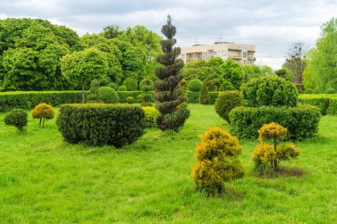 Park tasarımında tespih sanatı. Bir yaz parkında budanmış ağaçlar ve çalılar. Evergreen peyzaj alanı.