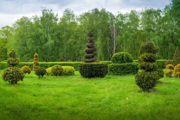 Topiary Art Dalam Desain Taman Pohon Yang Dipangkas Dan Semak — Stok Foto