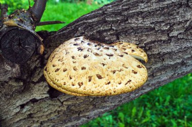 Ağaçtaki Tinder mantarı bitkiye zarar verir ama halk tıbbında kullanılır..