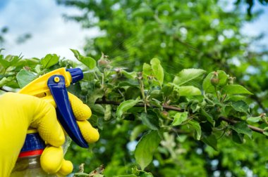 Yazın, zararlılara karşı mantar ilacıyla elma ağacı dallarının tedavisi. Spreyli bitkiler. Bahçe bakımı.