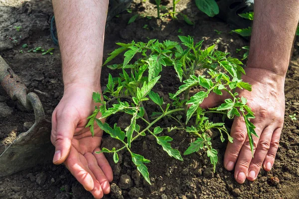 Plantera Tomatplantor Trädgården Närbild Trädgårdsmästare Händer När Odlar Tomat Grödor — Stockfoto