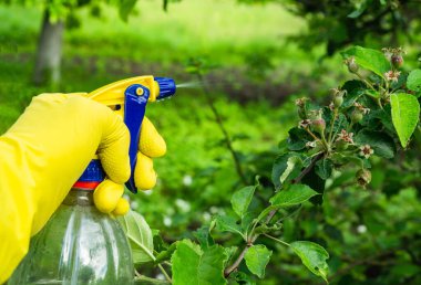 Yazın elma ağacı dallarının haşerelere ve bakteriyel hastalıklara karşı mantar ilacı ile tedavi edilmesi. Spreyli bitkiler. Bahçe bakımı.