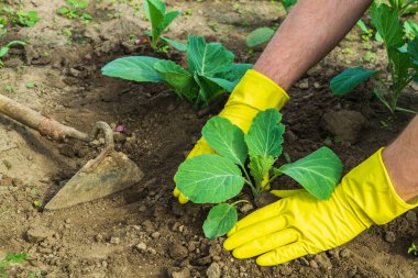 Bahçeye lahana fideleri ekin. Bir bahçıvanın yakın çekimi, bitkilerle ilgilenirken eldiven takmasıdır..