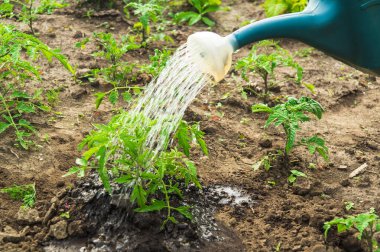 Akşam bahçede çiçek açmadan önce domates fidelerini sulamak. İyi bir hasat için tarım bakımı.
