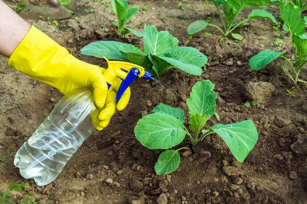 Treatment of cabbage seedlings before flowering with a fungicide against pests and diseases. Spraying plants with a sprayer. Garden care.