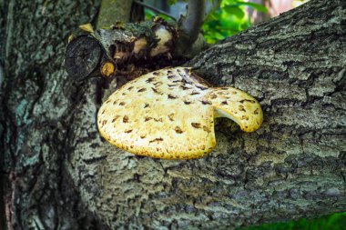 Ağaçtaki Tinder mantarı bitkiye zarar verir ama halk tıbbında kullanılır..