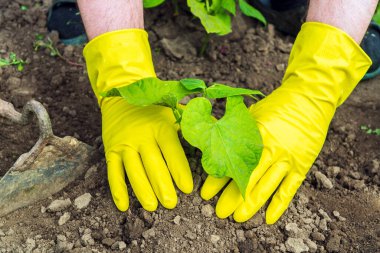 Bahçeye fasulye fideleri ekin. Bir bahçıvanın yakın çekimi, baklagil yetiştirirken eldiven takmasıdır..
