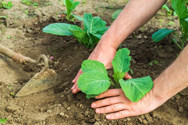 Plantera Kålplantor Trädgården Närbild Trädgårdsmästare Händer Samtidigt Hand Växter — Stockfoto