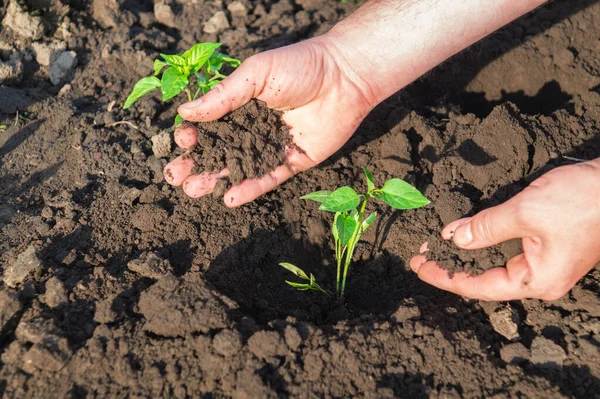 Plantera Pepparplantor Mänskliga Händer Som Tar Hand Planta Jorden Groddar — Stockfoto