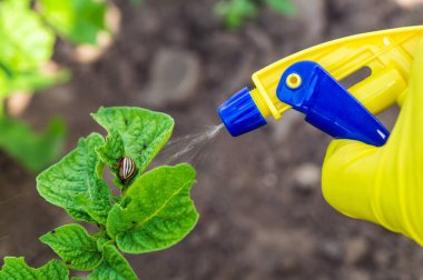 Bir çiftçinin yakın çekimi, patates yapraklarının üzerine bir kolorado patates böceği püskürtmeye çalışan bir spreyle eldiven giymesidir..