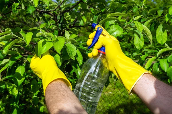 Yazın, zararlılara karşı mantar ilacıyla elma ağacı dallarının tedavisi. Spreyli bitkiler. Bahçe bakımı.