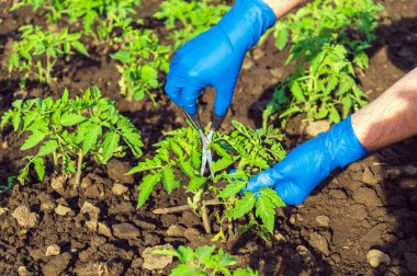 Çiftçi iyi bir hasat için fideleri makas ve domates fideleriyle keser. İş sırasında bir ziraatçinin ellerine yakın çekim. Bahçedeki domateslere bakıyorum.