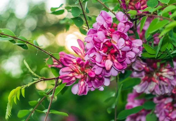 Zweig Der Rosa Akazie Während Der Sommerlichen Blütezeit Heilpflanze — Stockfoto