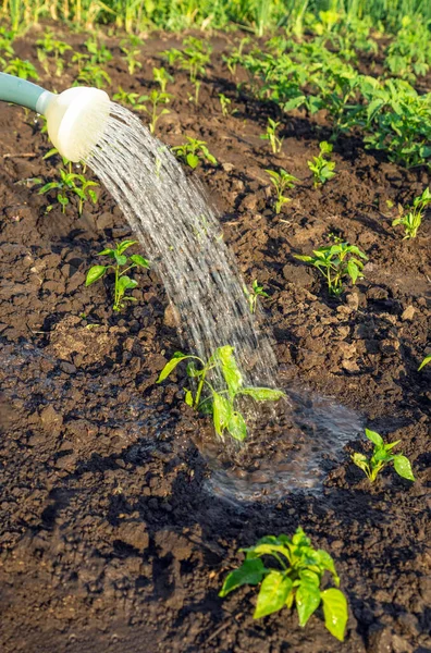 Regue Mudas Pimenta Antes Florescer Jardim Noite Cuidados Plantação Para — Fotografia de Stock