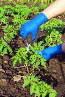 Çiftçi iyi bir hasat için filizleri makas ve domates fideleriyle kesiyor. İş sırasında bir ziraatçinin ellerine yakın çekim. Bahçedeki domateslere bakıyorum.