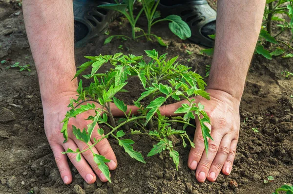 Plantera Tomatplantor Trädgården Närbild Trädgårdsmästare Händer När Odlar Tomat Grödor — Stockfoto