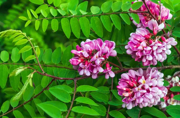 Ein Zweig Der Rosa Akazie Während Der Sommerlichen Blütezeit Heilpflanze — Stockfoto