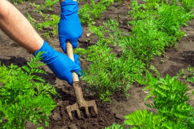 Farmer rakes the soil around the young carrot. Close-up of the hands in gloves of an agronomist while tending a vegetable garden.
