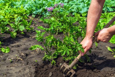 The farmer rakes the soil around the young potato. Close-up of the hands of an agronomist while tending a vegetable garden.
