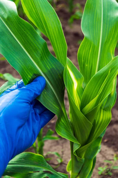 Farmer Checks Young Corn Pests Diseases Idea Caring Corn Plantation — Foto de Stock