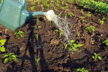 Watering pepper seedlings before flowering in the evening in the garden. Plantation care for a good harvest.