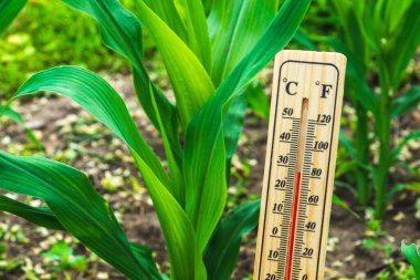 Comfortable temperature for growing corn on the plantation. Thermometer against the background of growing corn in the garden.