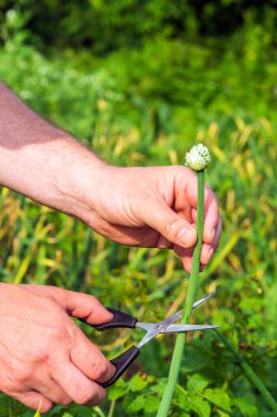 Farmer hands cut the flowering onion shoots with scissors in the garden. Summer bean plantation care for a large harvest