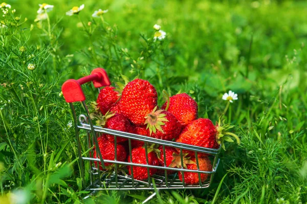 자연을 배경으로 딸기가 있습니다 컨셉트 여름의 — 스톡 사진