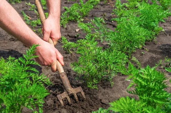 Bonden Rakar Jorden Runt Den Unga Moroten Närbild Händerna Agronomer — Stockfoto