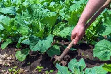 Çiftçi genç lahananın etrafındaki toprağı kazıyor. Sebze bahçesiyle ilgilenirken bir tarım uzmanının ellerine yakın çekim.