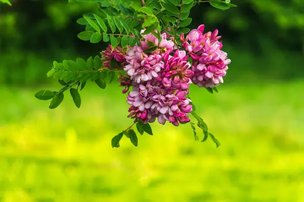 Zweig Der Rosa Akazie Während Der Sommerlichen Blütezeit Heilpflanze Sommerlicher — Stockfoto