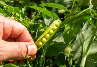 Çiftçi elinde açık bir bezelye kabuğu. Bahçedeki bir dalda taze bezelyeler. Vejetaryenler için yemek. Taze taze bezelye kabukları yetiştiriyorlar. Açık havada bezelye seçimi.