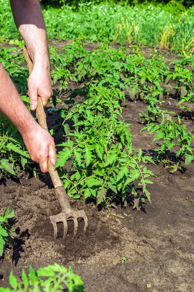 Bonden Rakar Jorden Runt Den Unga Tomaten Närbild Händerna Agronomer — Stockfoto