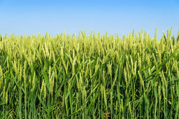 Green wheat field during the growing season and blue sky. Summer background