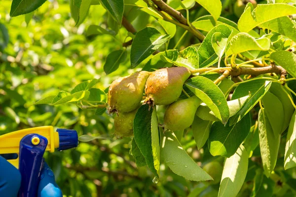 Treating pear branches in the summer with a fungicide against pests or bacterial diseases. Spraying plants with a sprayer. Garden care.