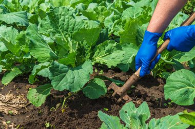 Çiftçi genç lahananın etrafındaki toprağı kazıyor. Bir sebze bahçesiyle ilgilenirken, bir tarım uzmanının eldivenleriyle ellerinizi yakın plan çekin..