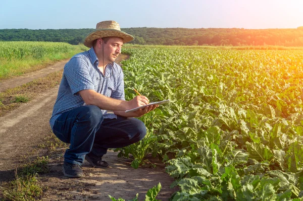 農学者は畑でビートを育てる計画を書いています 良い収穫のためのプランテーションの世話のアイデア — ストック写真