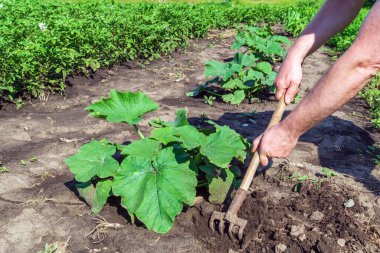 Çiftçi genç balkabağının etrafındaki toprağı kazıyor. Sebze bahçesiyle ilgilenirken bir tarım uzmanının ellerine yakın çekim.