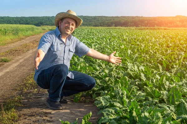 Farmer Examina Campo Con Remolachas Crecimiento Las Manos Levantadas Son — Foto de Stock