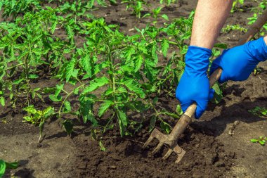 Çiftçi genç domatesin etrafındaki toprağı kazıyor. Bir sebze bahçesiyle ilgilenirken, bir tarım uzmanının eldivenleriyle ellerinizi yakın plan çekin..