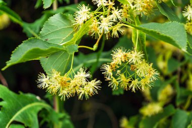 Linden yazın ağaçta çiçek açar. Aromatik çay için tıbbi bitki..