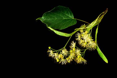 Linden ya da tilia çiçekleri ve yaprakları izole edilmiş siyah bir arka planda. İlaç bitkileri genellikle soğuk algınlığı için çay yaparlar..