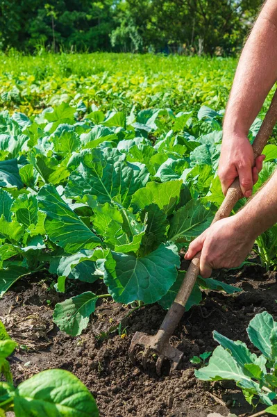 The farmer rakes the soil around the young cabbage. Close-up of the hands of an agronomist while tending a vegetable garden.