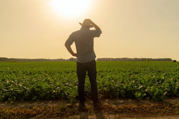 ビート畑に立つ上級農家は 晴れた日の日没時の収穫を調べます プランテーションケアのアイデア — ストック写真