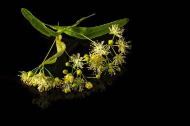 İzole edilmiş siyah arka planda ıhlamur çiçekleri. İlaç bitkileri genellikle soğuk algınlığı için çay yaparlar.