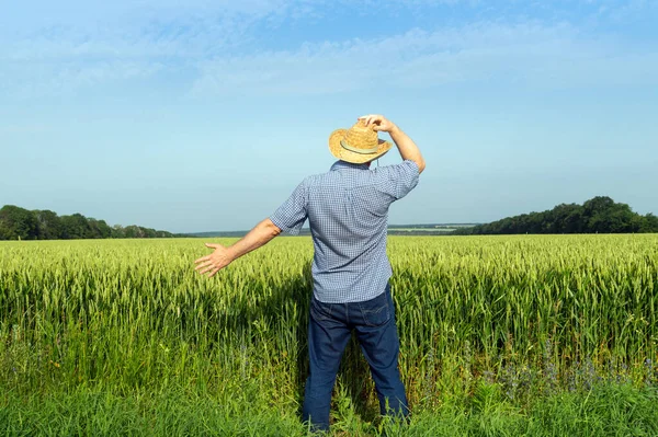 晴れた日に収穫を調べる小麦畑に立つ上級農家 プランテーションケアのアイデア — ストック写真