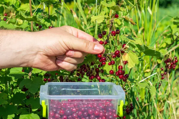 農家は夏の庭 収穫期の茂みから赤いスグリ果実の果実を集めます 仕事中の手の近くに — ストック写真