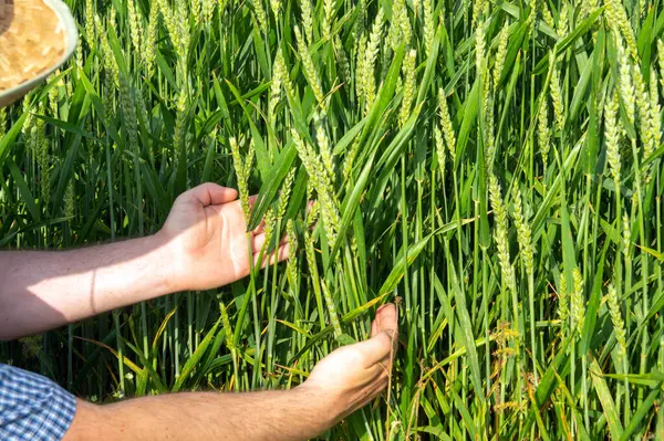 Agriculteur Âgé Dans Champ Blé Vérifie Future Récolte Pendant Saison — Photo